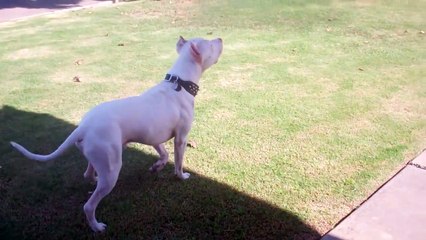 A REAL albino blue nose pitbull