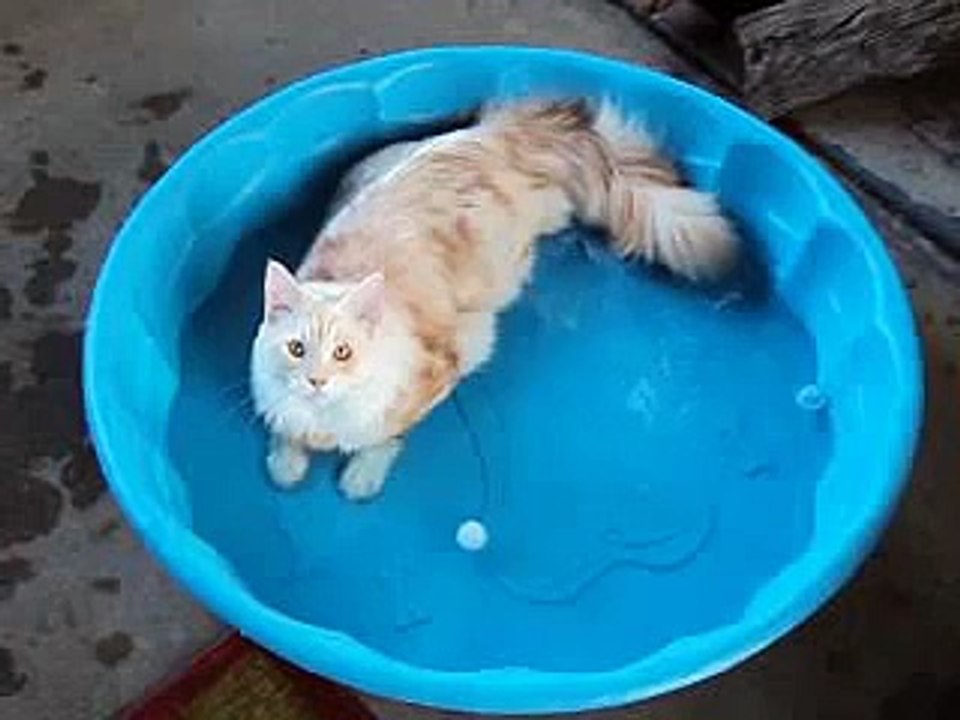 Maine Coon Cat swimming and cooling off in pool