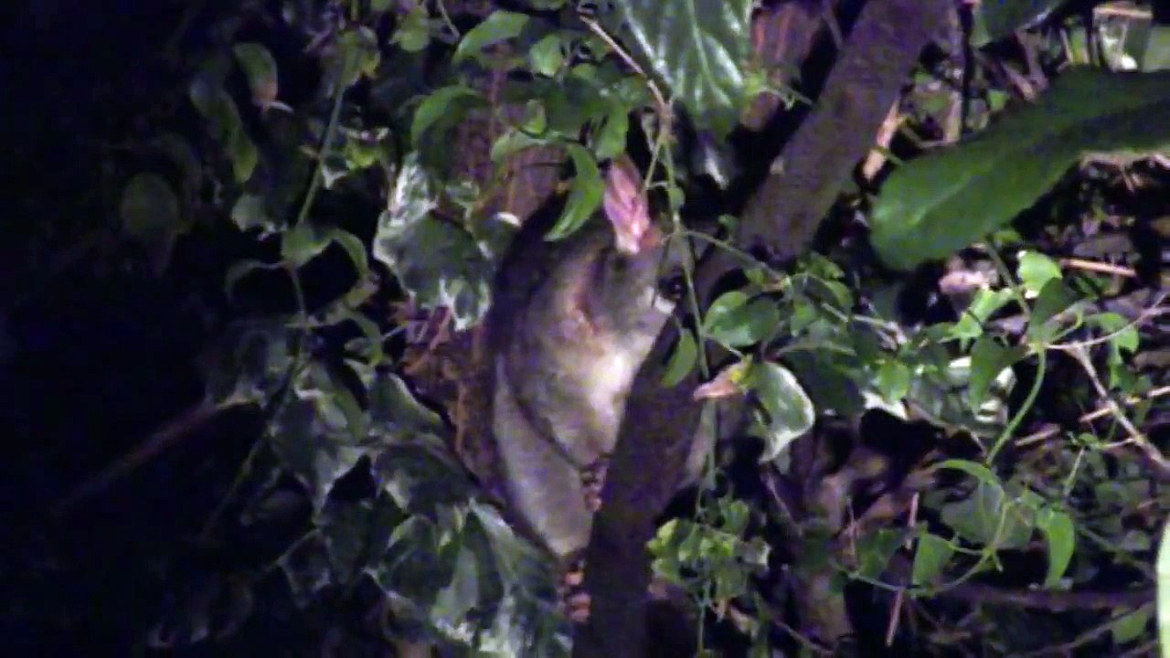 Brushtail possum making wierd noises