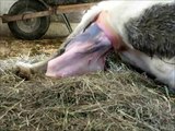 Cow Giving Birth to Calf