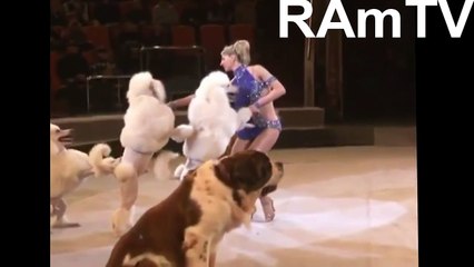Cute dogs in the circus. Funny dogs