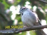 Lark Sparrow