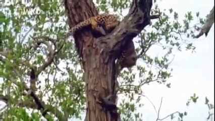 wild life Documentary   Animal Planet   Wildlife Animals