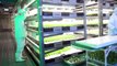 Vegetable Factory by the Vertical Farming. Green Green Earth