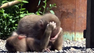 【SNOW MONKEY】 Cute Baby / summer life 1　地獄谷野猿公苑