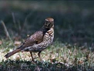 song of the thrush (canto del tordo bottaccio)