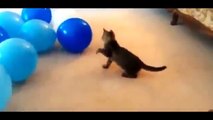 Funny Videos Funny Cats Funny cat videos NEW ПОДБОРКА #8 HD