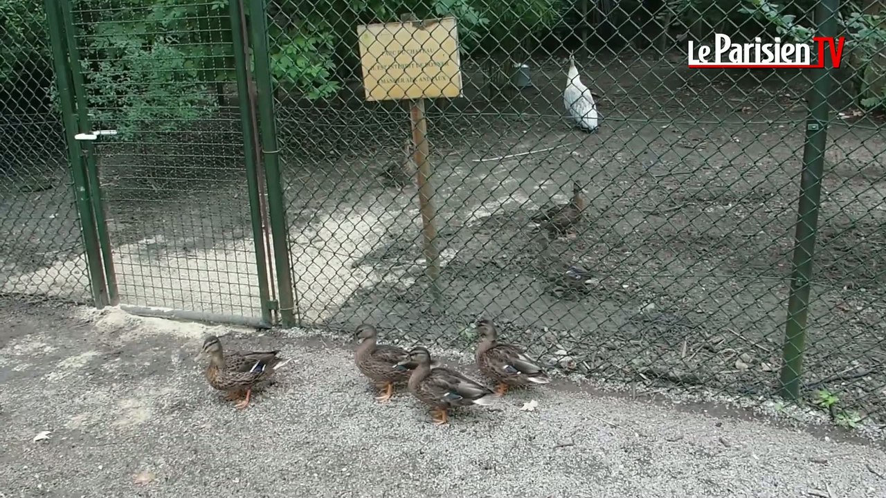 A Suresnes, les bébés oiseaux sont pouponnés.