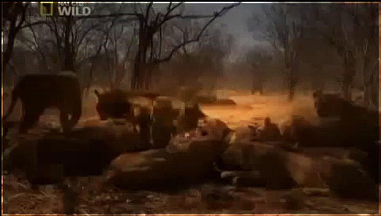 Lions Attack in Africa  and Strategies to Attacks - Wildlife Documentary