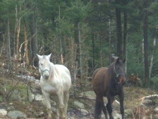 Centre équestre de la Rivière Noire