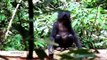 Documental Científica Evolucionista Isabel Behncke. NuestrosPrimos Hermanos los Bonobos. ATEÍSMO.