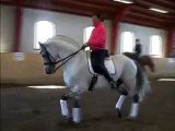 Dressagehorse - Grand Prix Stallion