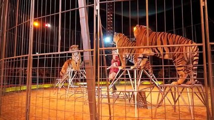 new Circus Krone funny