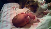 Mother hit her baby - Dog intercedes them - Funny baby| funny dog videos | funny dog vines, baby 9