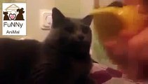 Cute Cat Mimics Owners Yawn funny cat funny cats videos FUNNY ANIMAL   Funny Videos 2015