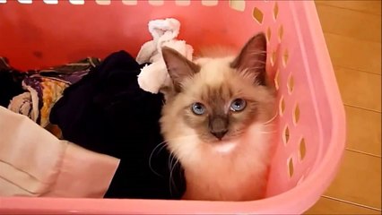 癒される動画 かわいい猫ラグドールのぬいぐるみの様な子猫動画まとめ！Summary of kitten's animation like stuffed animal