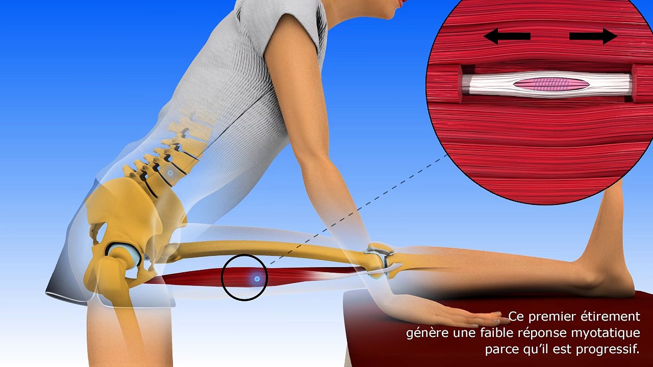 La souplesse Bases neurophysiologiques 2