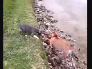 Puppies brutally attacked swimming in a lake!