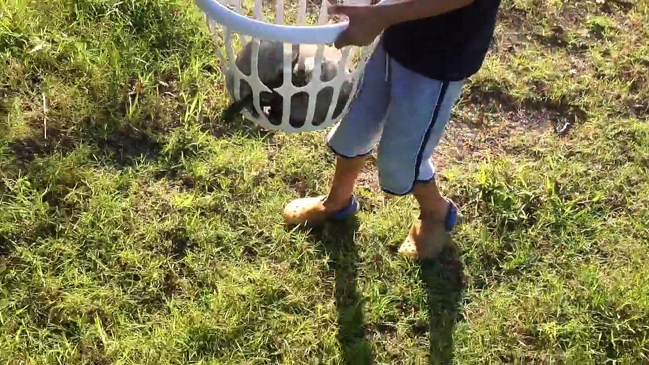 Turtle