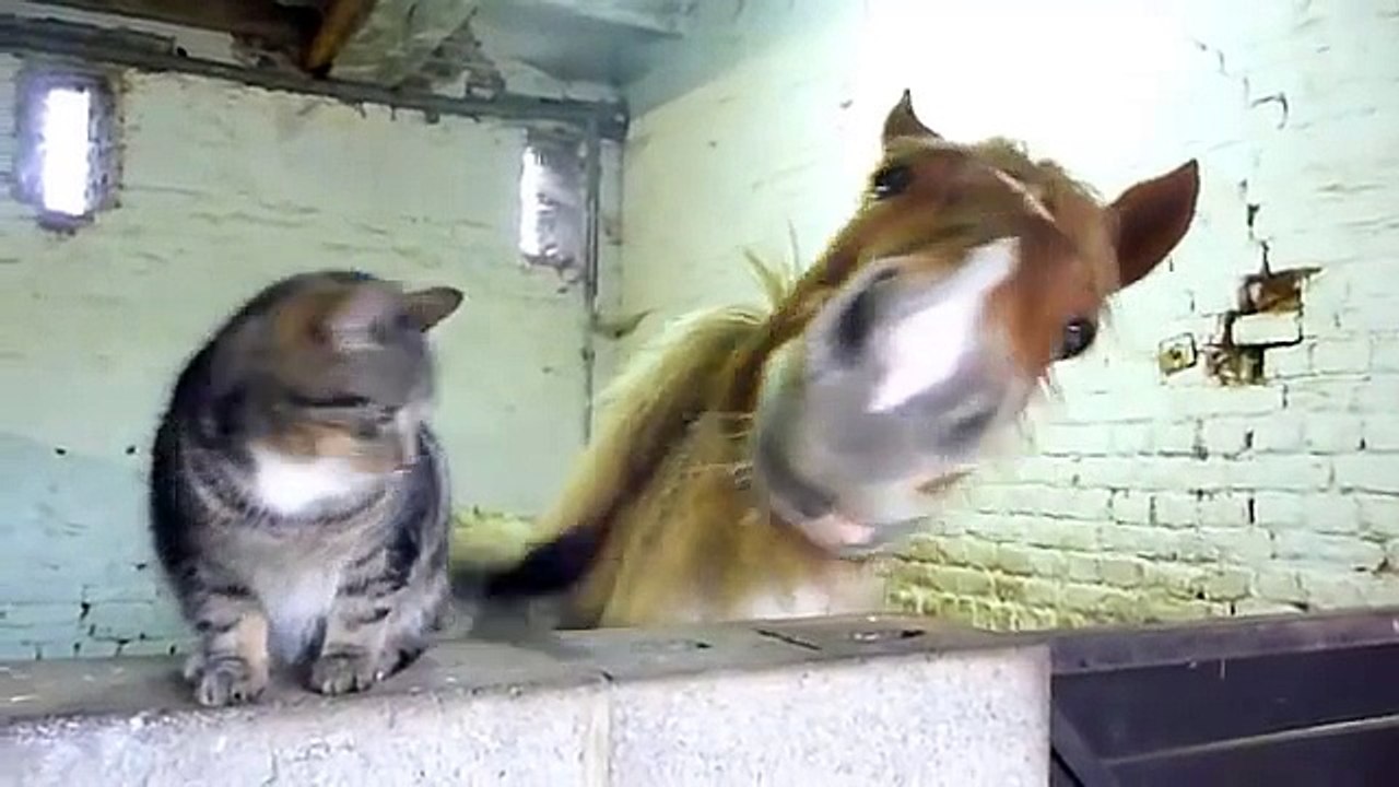 La relation existant entre ce chat et ce cheval est tout simplement adorable ! Découvrez leurs interactions émouvantes !