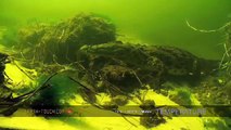Coccodrillo dell'Okavango - underwater footage