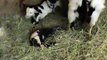 Fainting Goat Twins Birth