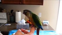 Discouraging Nippyness in Baby Green Cheek Conures