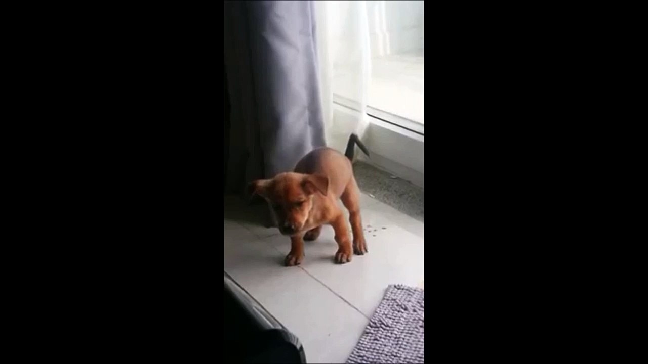 Crotte douloureuse pour ce pauvre bébé chien