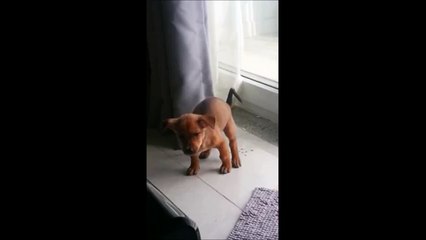 So painfull poop - Poor puppy