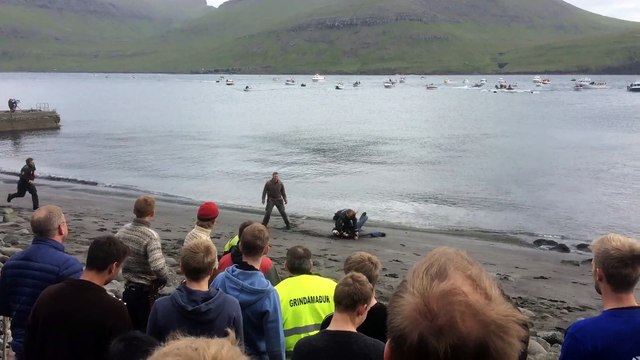 The grind, horrible dolphins massacre in Feroe island