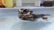 Une petite chouette flotte dans son bain - Trop mignon