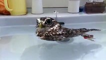 So cute little owl in her bath