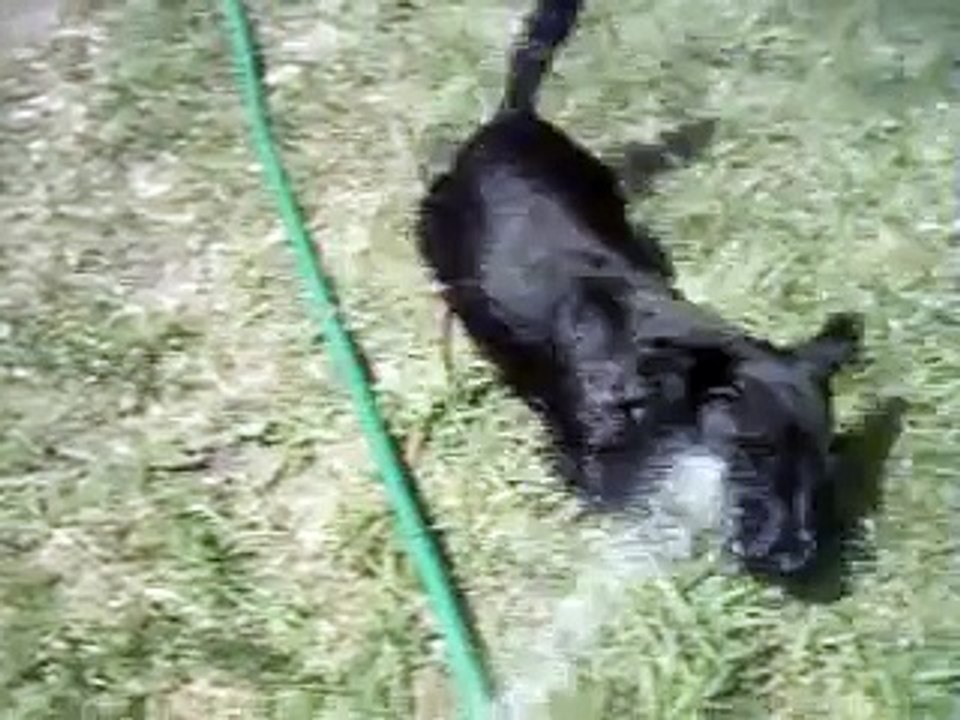 Mac the Scotty dog VS Hose water!