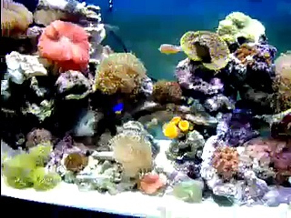 Aquarium Reef 75 Gallon Tank
