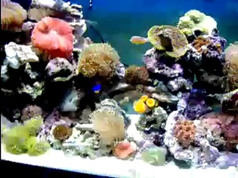 Aquarium Reef 75 Gallon Tank
