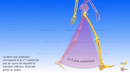 Biomécanique de la marche