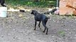 Dog (Dobermann) Stalks like a Lion to attack Bichon Frise