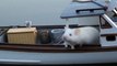 Stuart goes Boating II, cute little  mouse