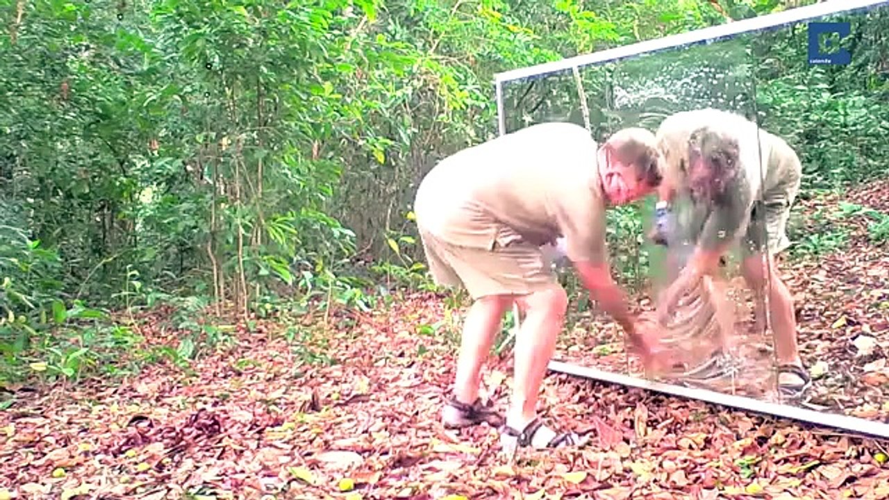 Animals in Mirrors Hilarious Reactions