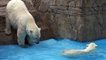 Lara the polar bear Mother is attacked and hit by her 7-month-old female cub, at Sapporo Maruyama Zoo, Japan