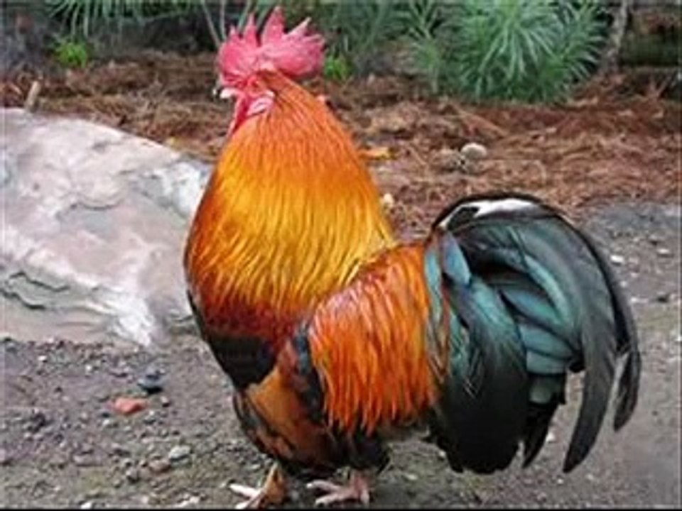 el gallo de mil palenques