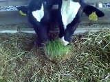 Sığırların Taze Yeşil Yem Kavgası ŞOK Görüntüler (HASILMATİK)