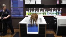 Happy Dog Grooming Salon