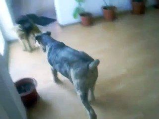 MY WELSH TERRIER (CRAZY DOG)