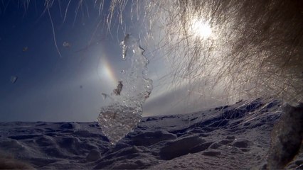 Une maman ours filme les premiers pas de son bébé