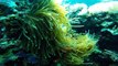 SCUBA Diving in Palawan/Coron (Dimakya Island Club Paradise and Apo Reef) GO PRO HERO4