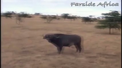Jirafa mata león. Jirafa ataca de leones y patea a uno de ellos a la muerte [2015]