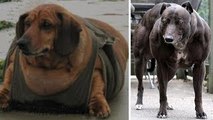 World's 5 Fattest, Strongest, Smallest, Biggest Dogs