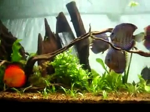 Acuario con peces disco.