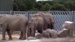 African Elephants at Knowsley Safari Park